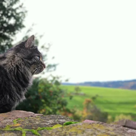 Rothenberg 아파트